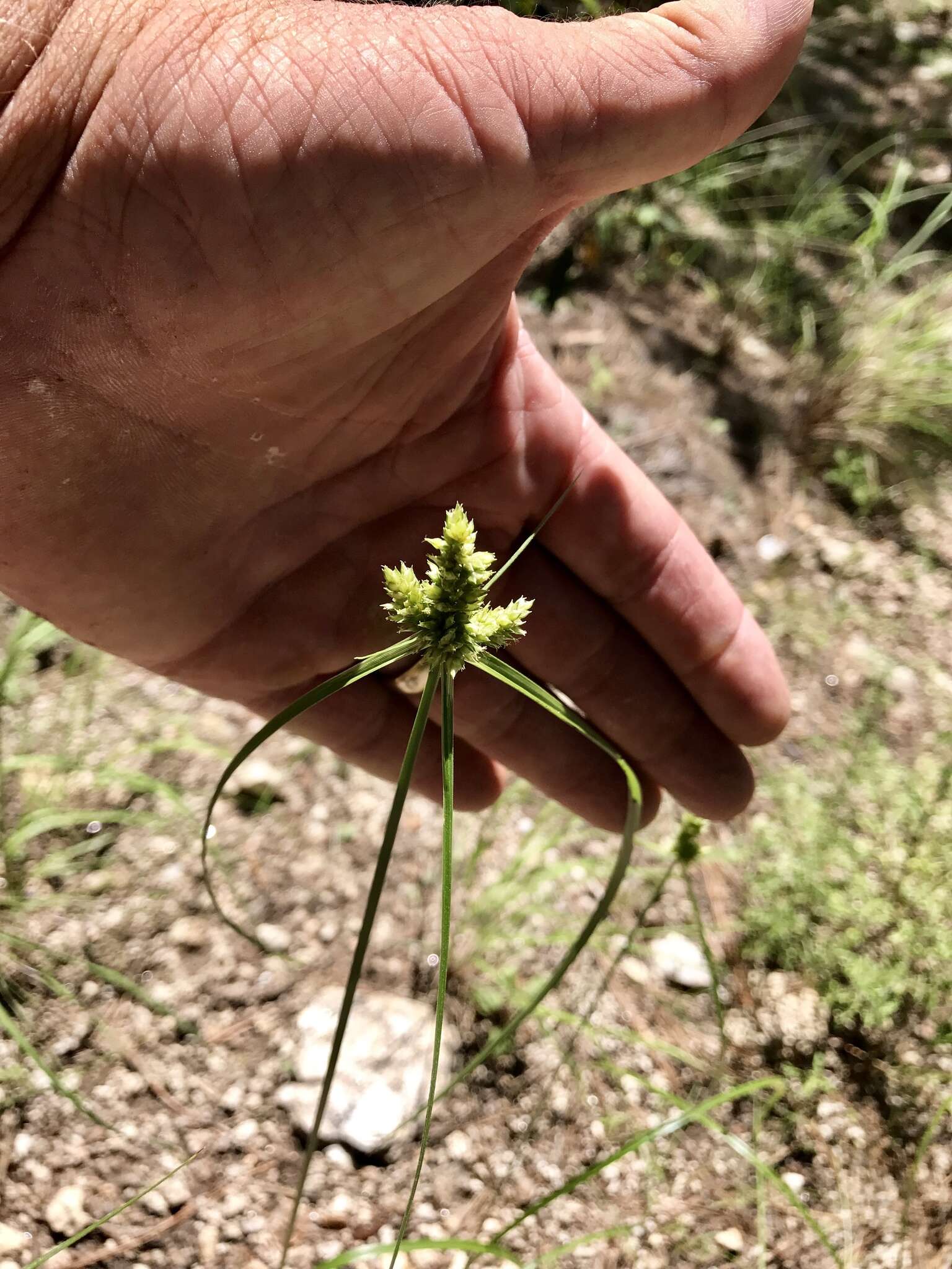 Image of Fendler's flatsedge