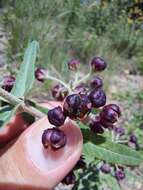 Image of Schizoglossum atropurpureum subsp. atropurpureum