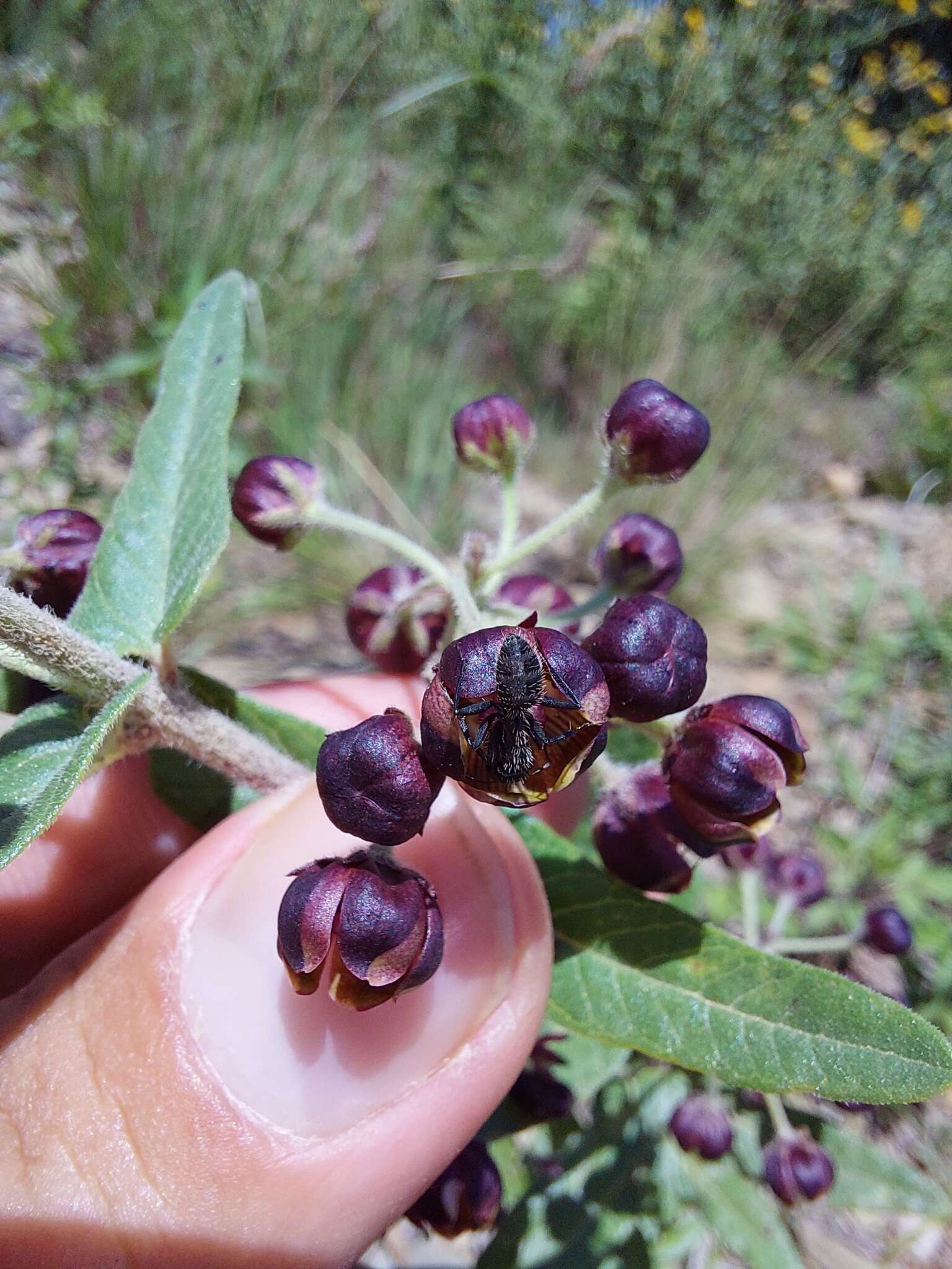 Schizoglossum atropurpureum subsp. atropurpureum的圖片