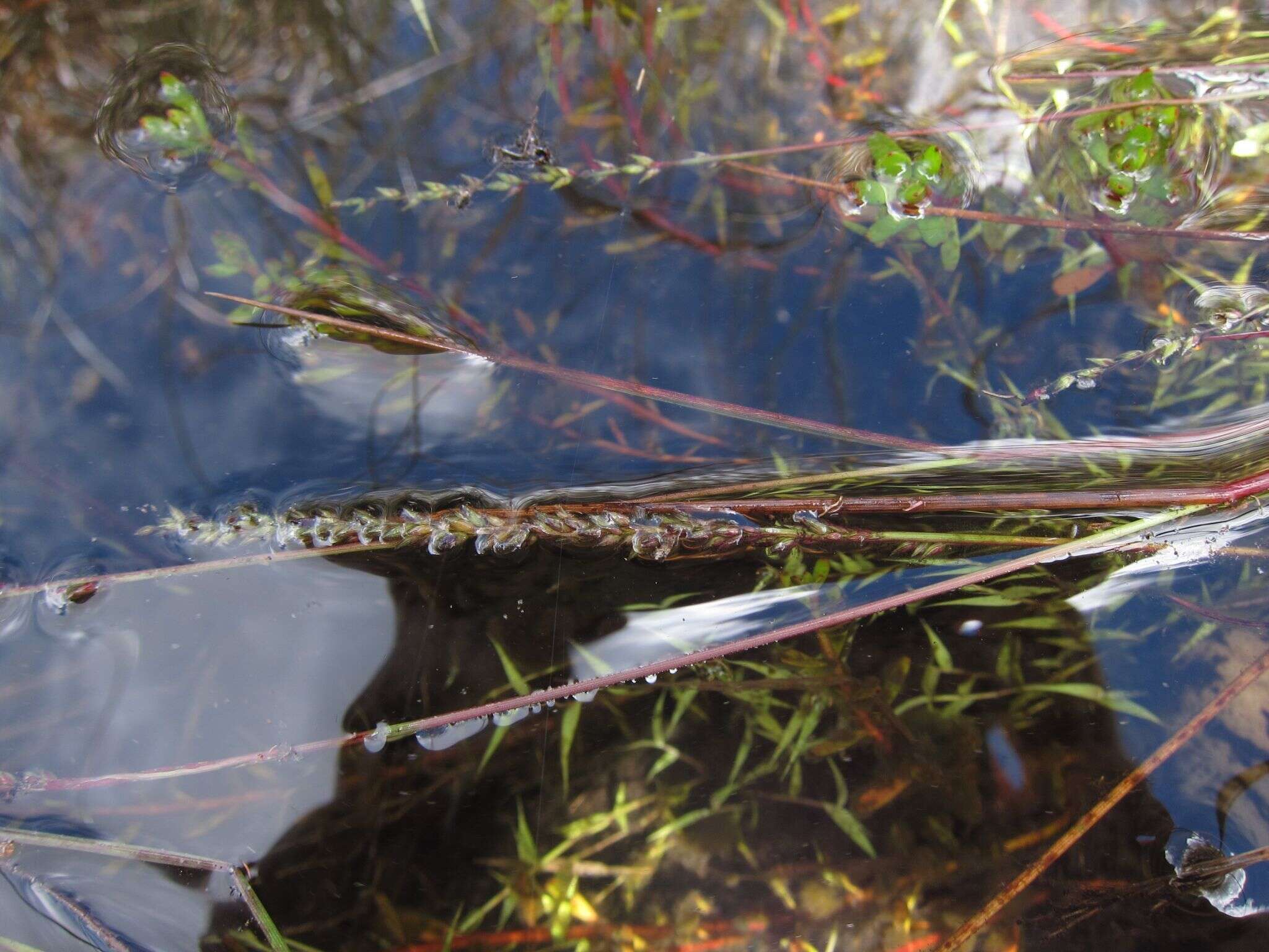 Plancia ëd Sacciolepis viguieri A. Camus