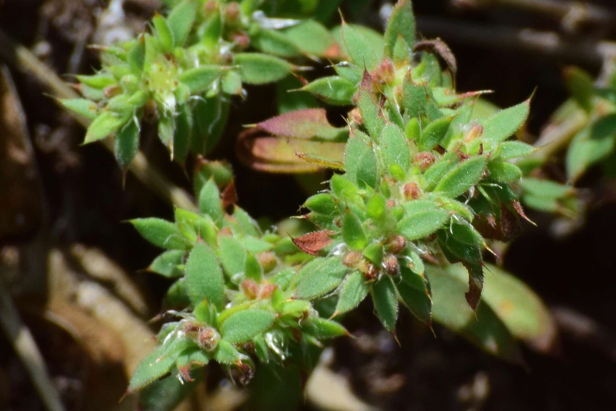 Слика од Paronychia mexicana Hemsl.