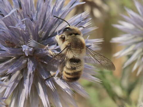 Megachile lagopoda (Linnaeus 1761) resmi