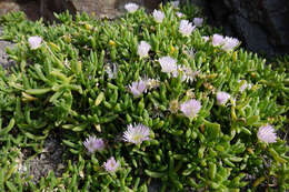 Image of Disphyma australe subsp. australe