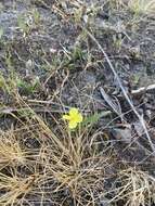 Plancia ëd Oenothera flava (A. Nels.) Garrett