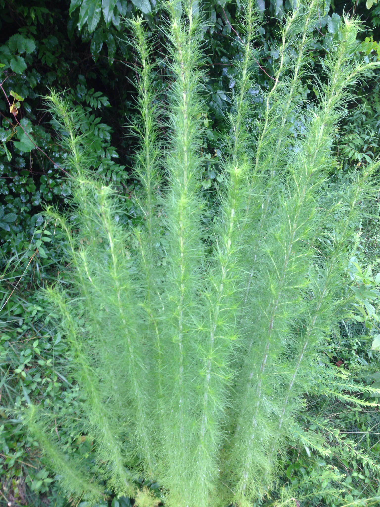 Eupatorium capillifolium (Lam.) Small的圖片