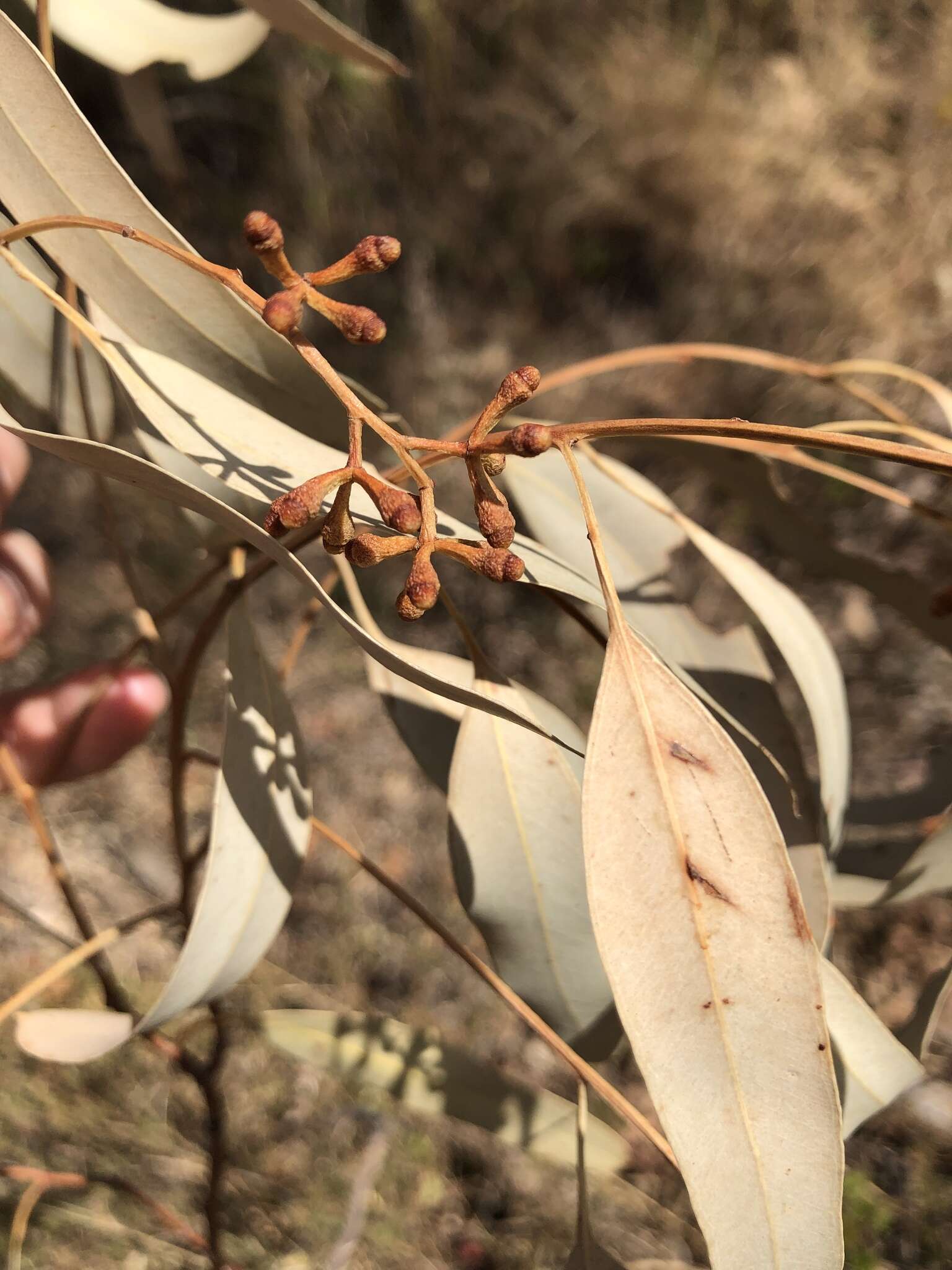 Sivun Eucalyptus drepanophylla F. Müll. ex Benth. kuva