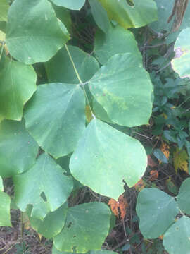 Image of kudzu