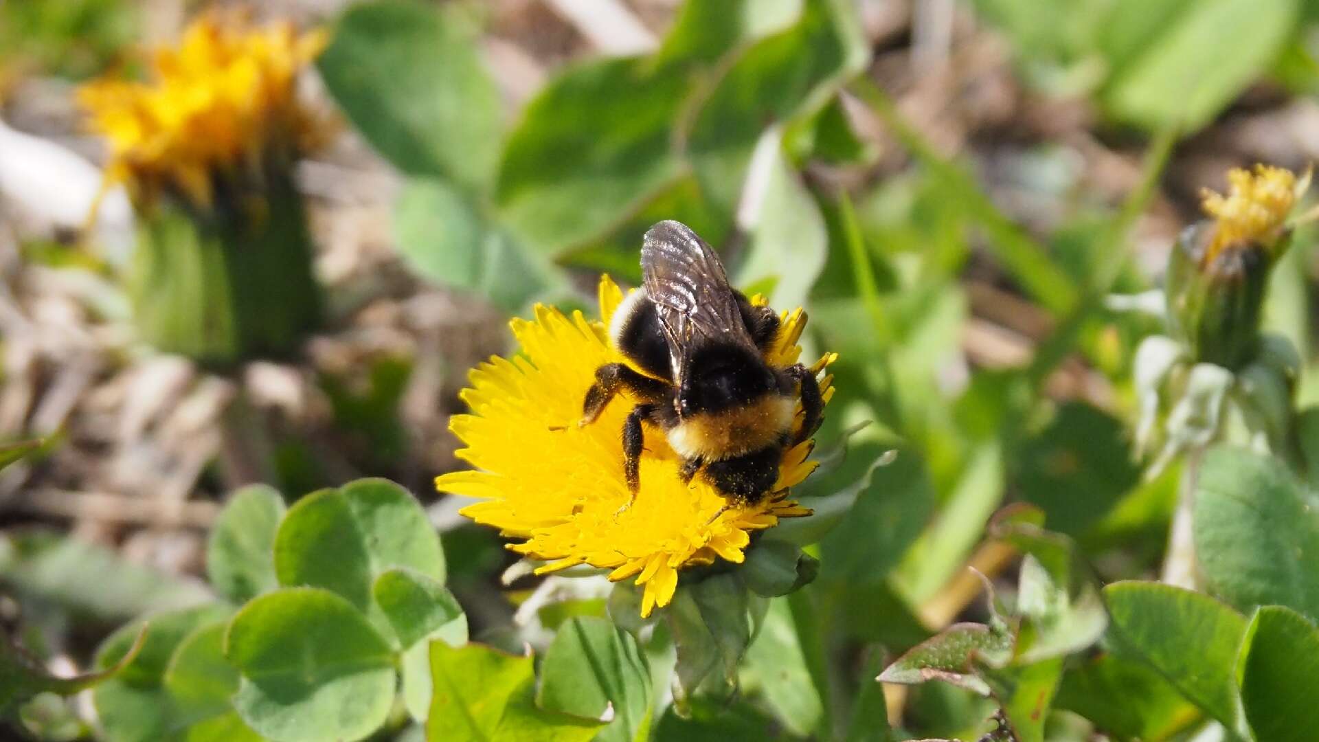 Image of Ashton's Cuckoo Bumblebee