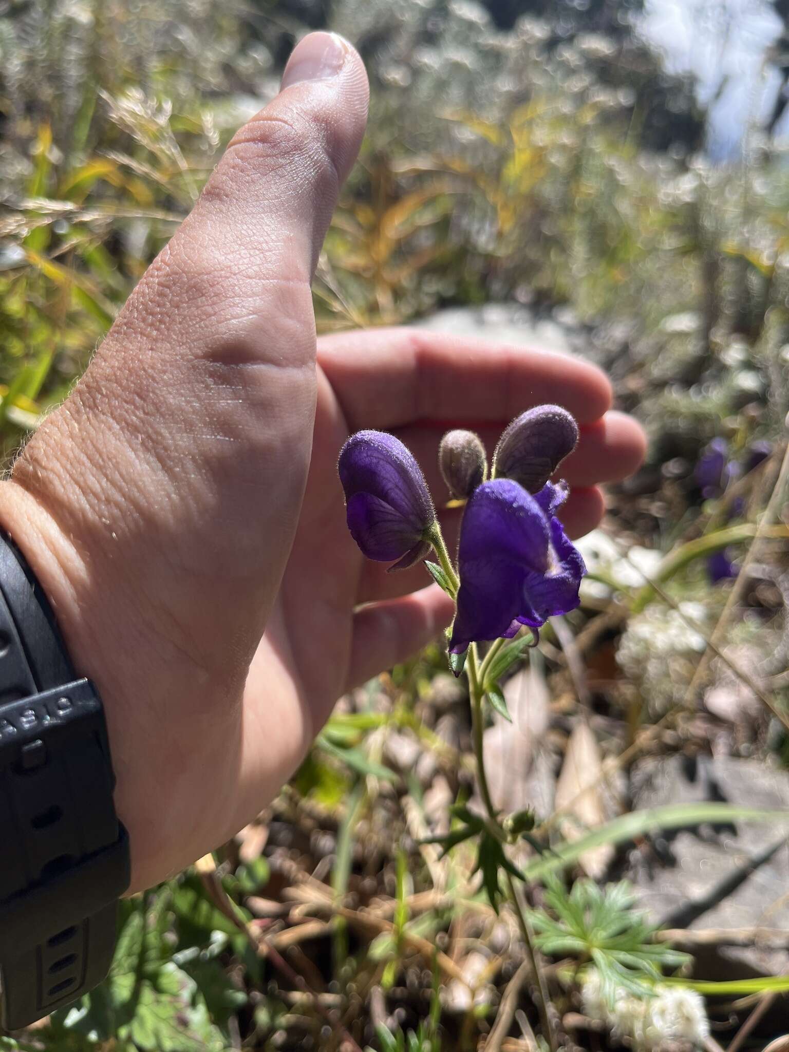 Image of Indian aconite