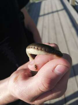 Image of Siberian brook lamprey