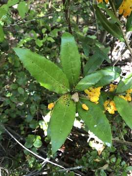 Image of Berberis negeriana Tischler