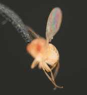 Image of fruit fly