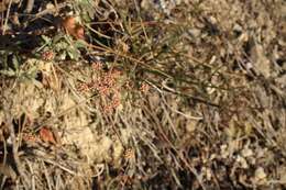 Image of butte desertparsley