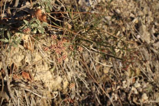 Image de Lomatium marginatum (Benth.) Coult. & Rose