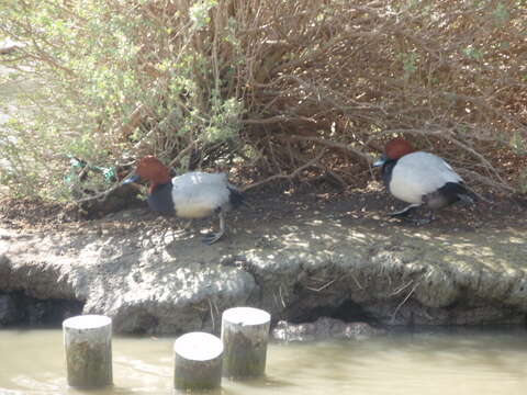 Image of pochard, common pochard