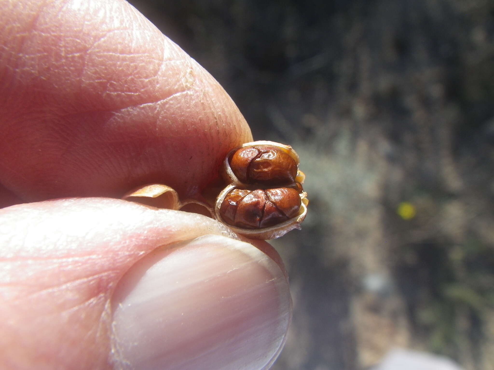 Image of Bobartia indica L.