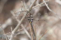 Image of Dot-winged Baskettail