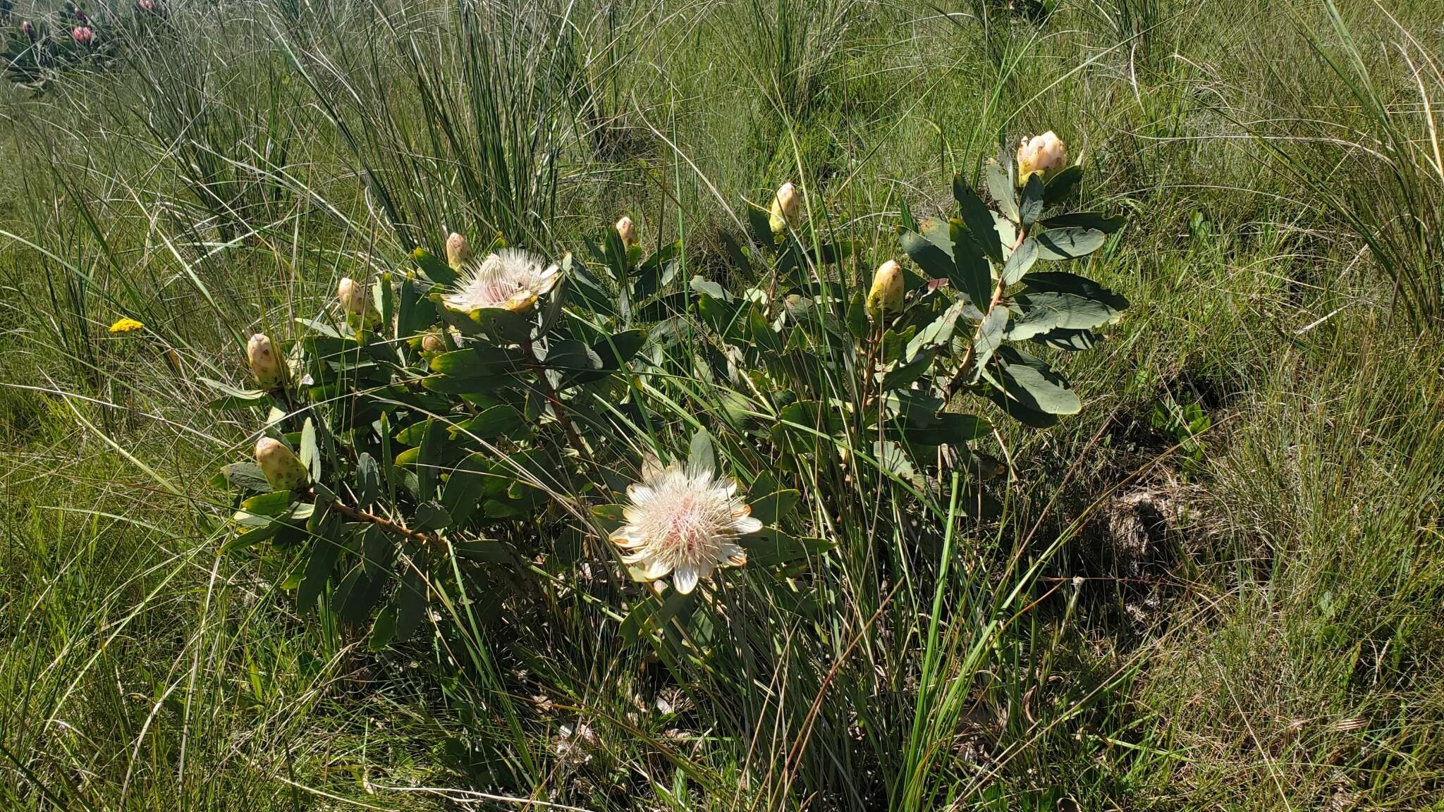 Image of Nyanga protea