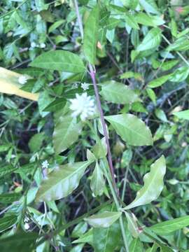 Image of yellow joyweed