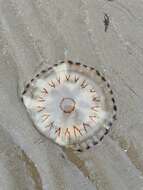 Image of Compass jellyfish