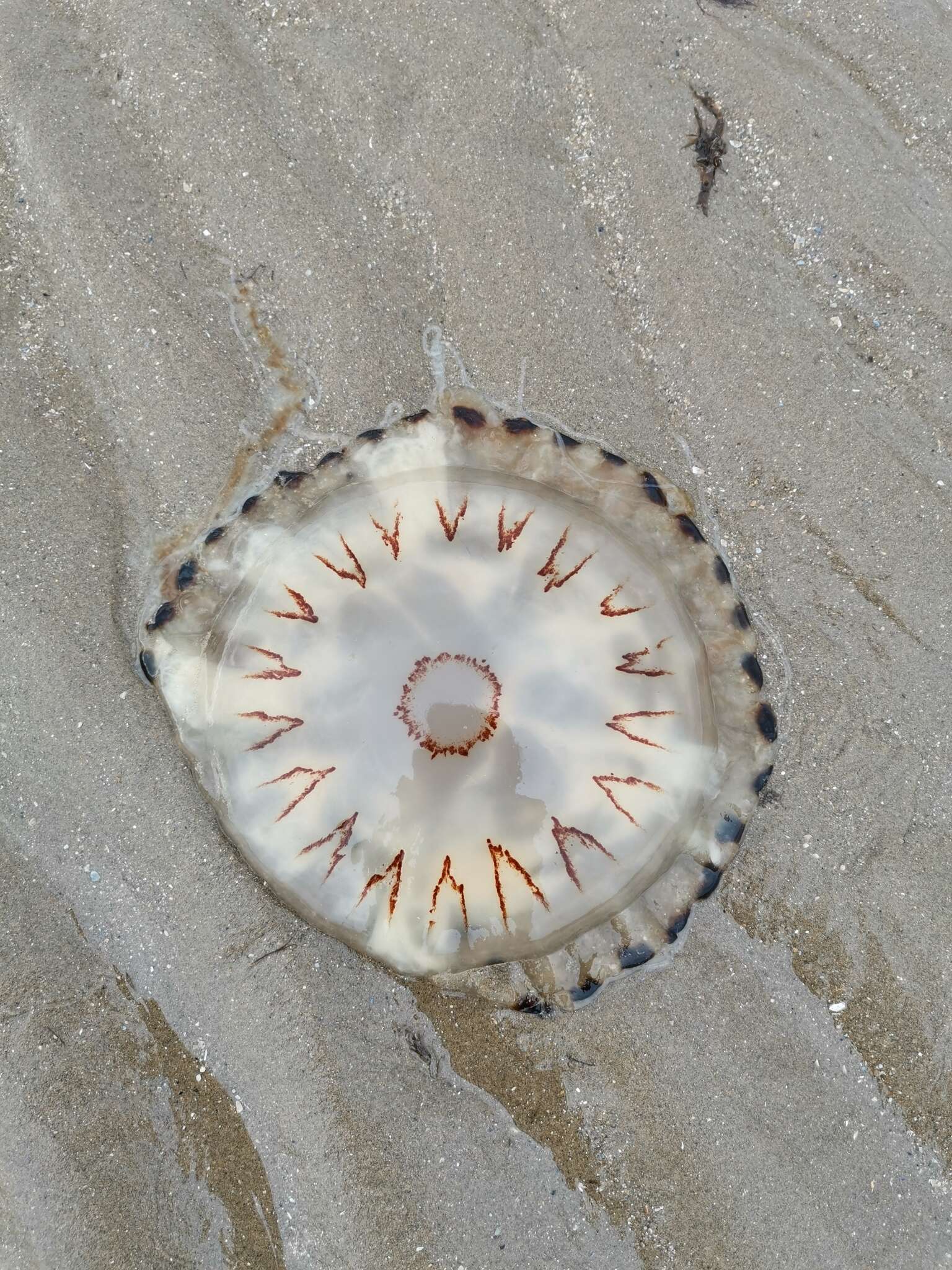 Image of Compass jellyfish