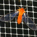 Image of Cosmosoma batesii Butler 1876