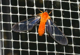 Image of Cosmosoma batesii Butler 1876