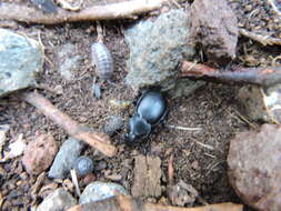 Image of Calosoma (Blaptosoma) laeve Dejean 1826