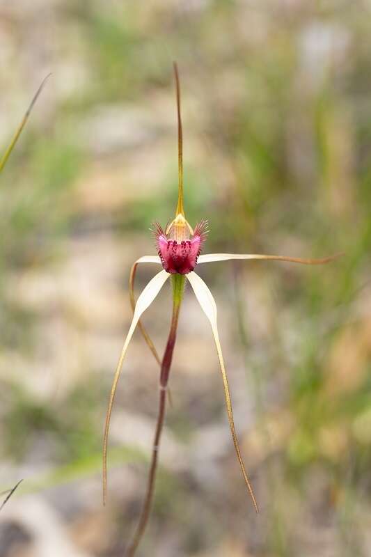 Image of Heberle's spider orchid