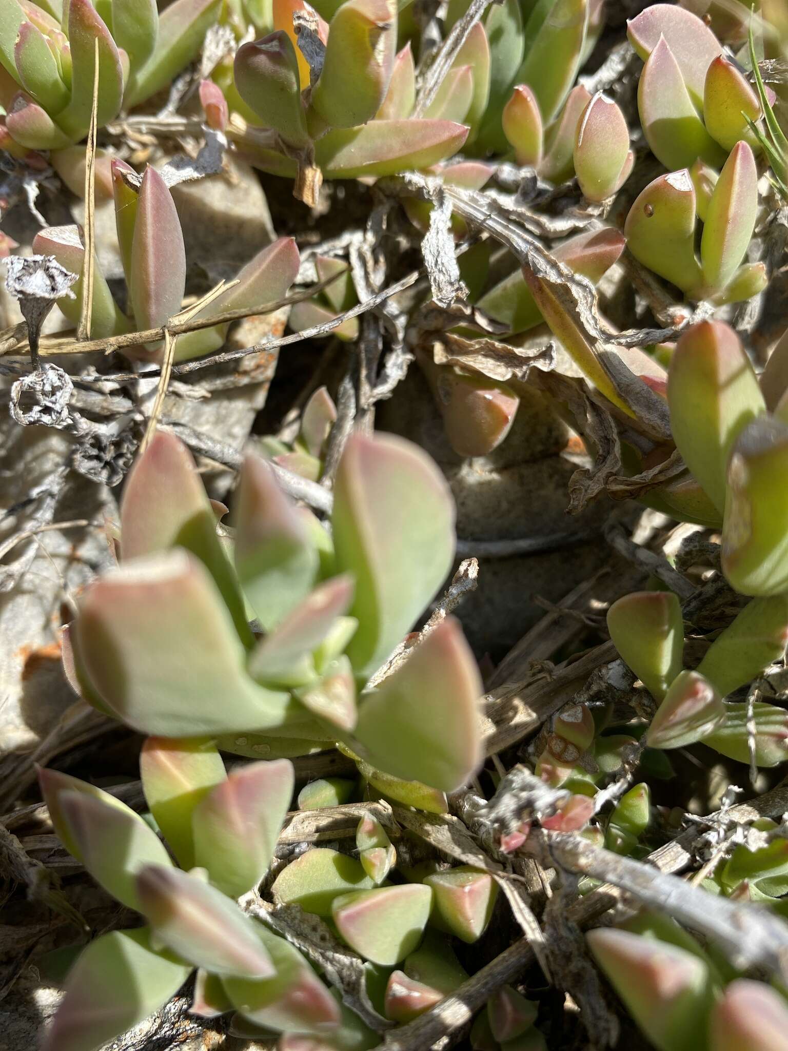 Image of Delosperma guthriei Lavis