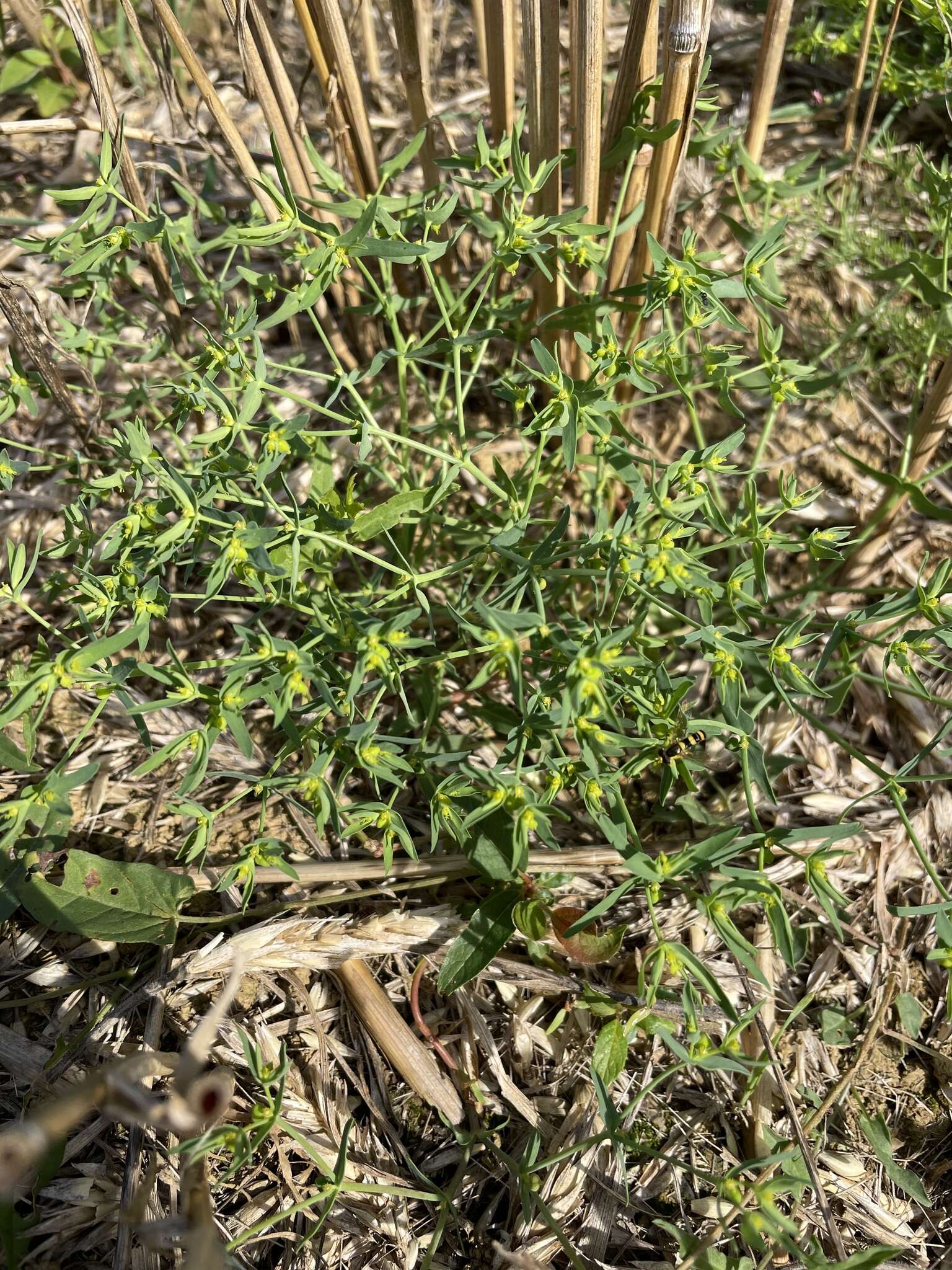 Image of dwarf spurge