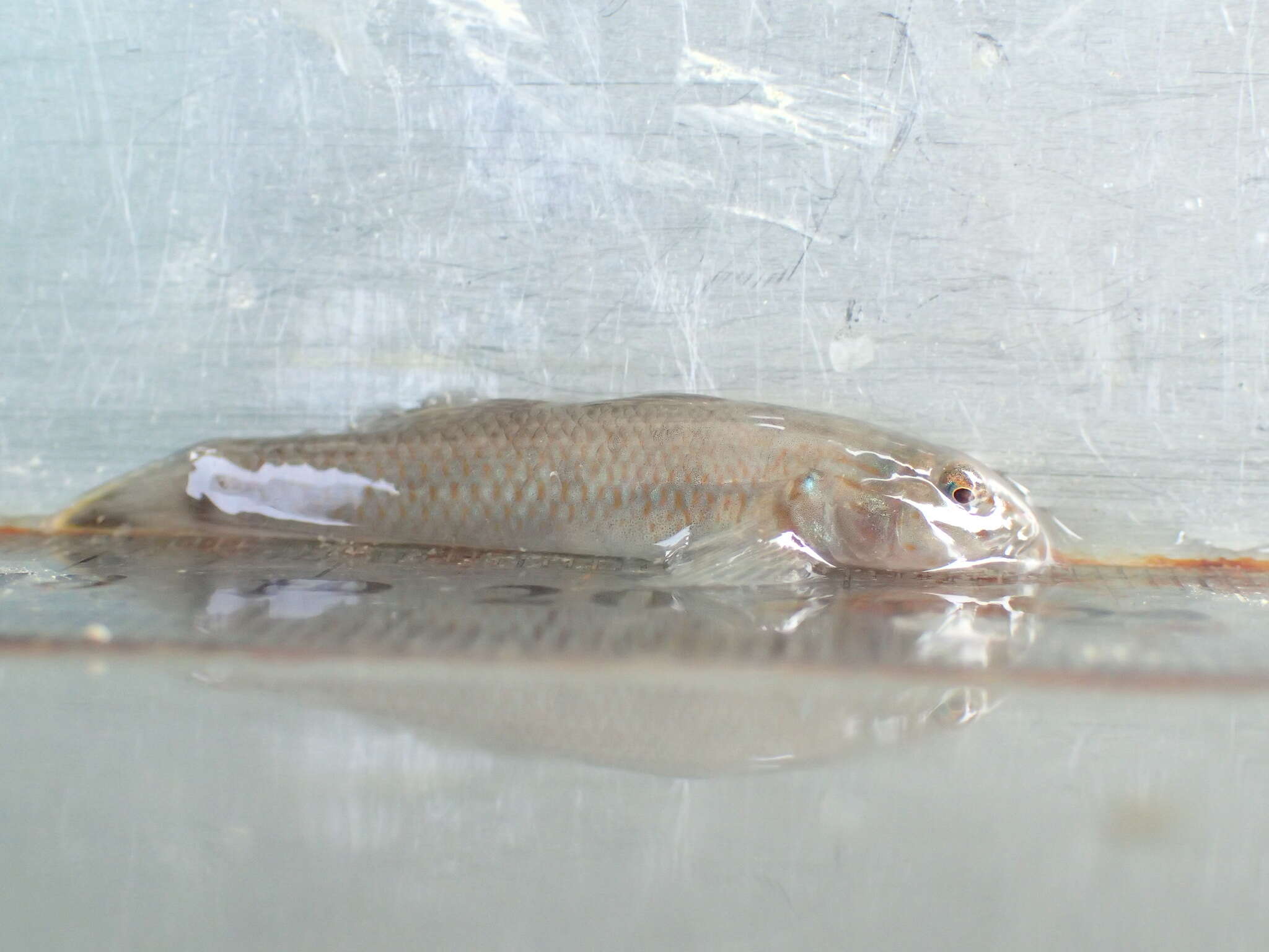 Слика од Rhinogobius candidianus (Regan 1908)