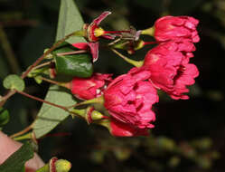 Image of Vallea stipularis Mutis ex L. fil.