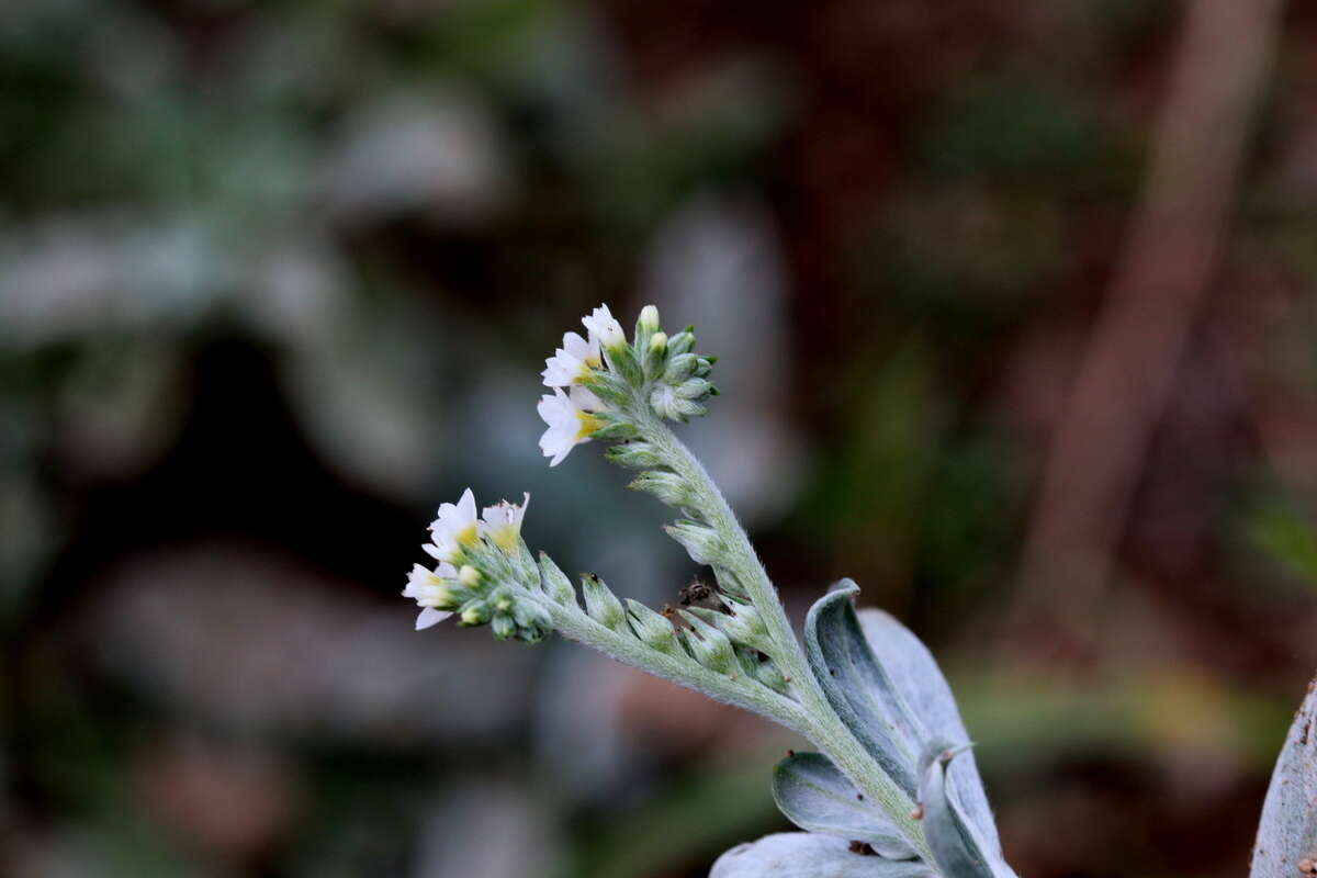 Image of Euploca ovalifolia (Forsk.) Diane & Hilger