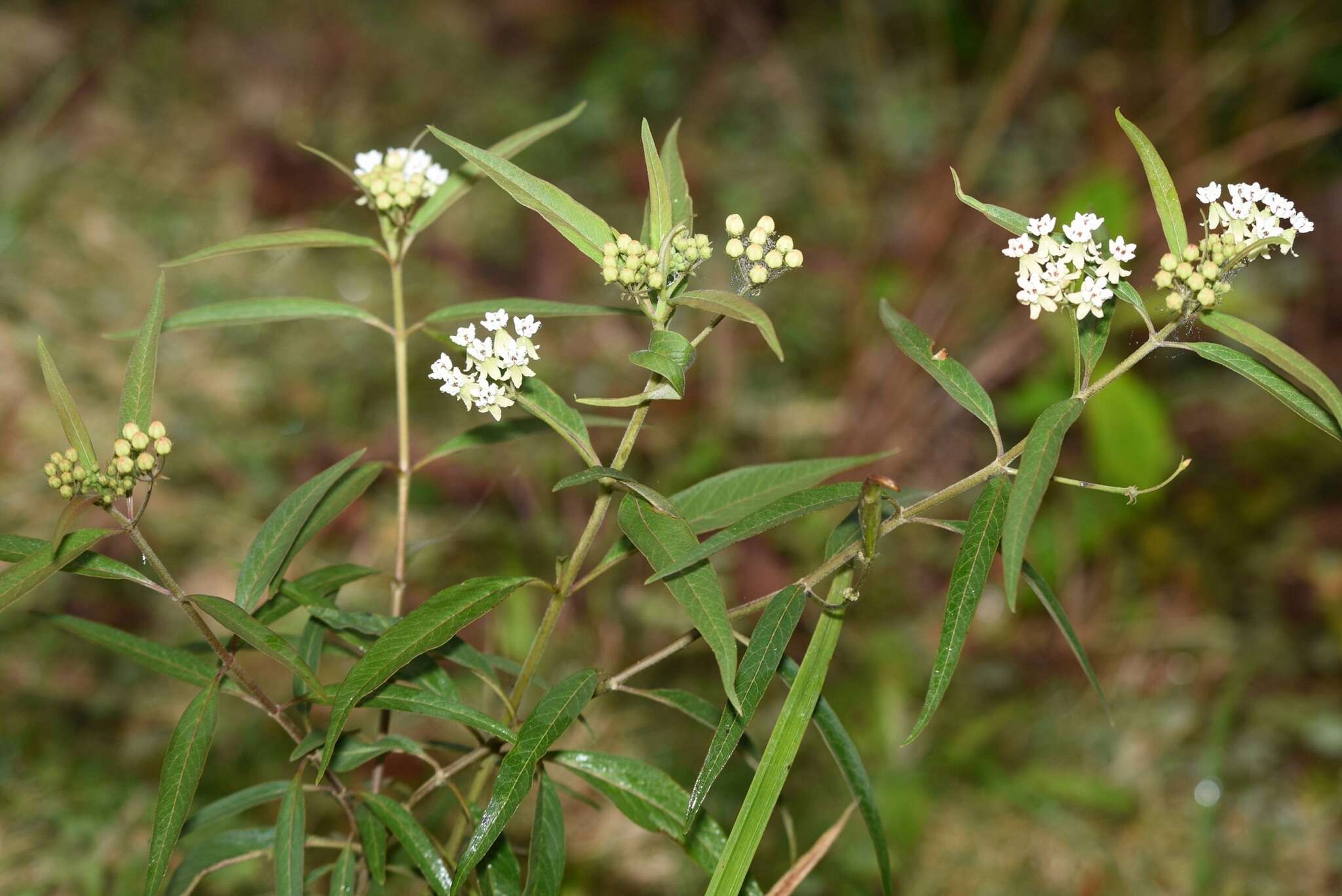 Image of Caribbean milkweed