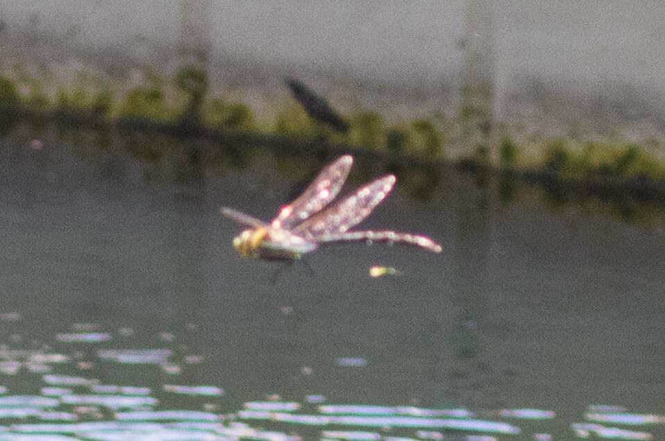 Image of Giant Darner