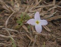 Image of rose bluet