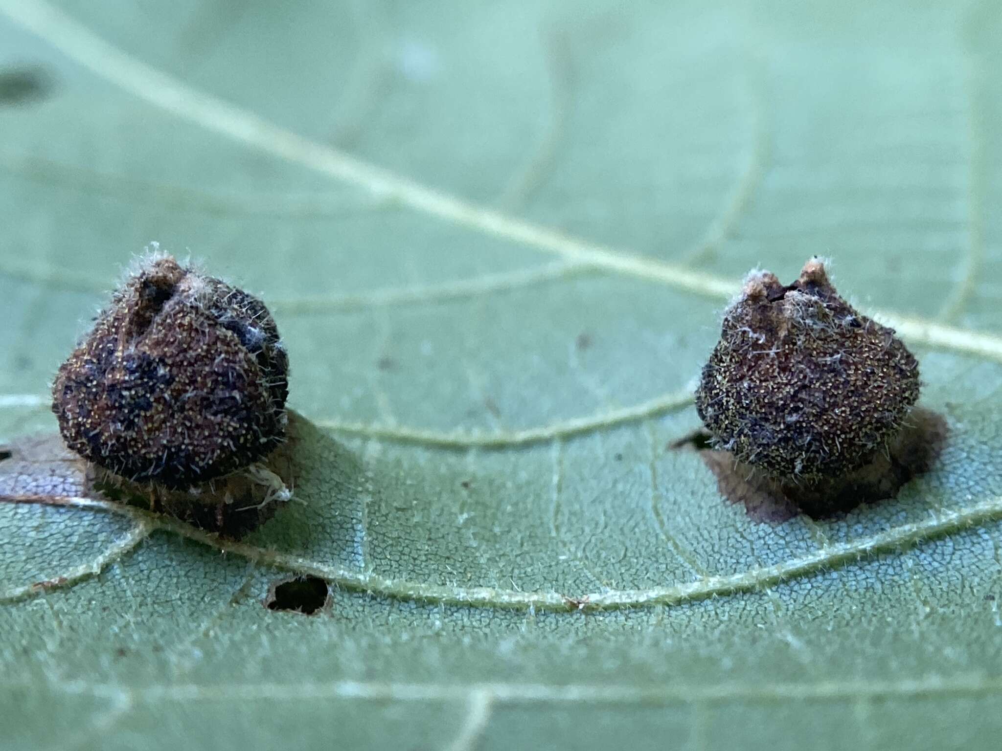 Image of Phylloxera caryaeavellana Riley & C. V. 1880