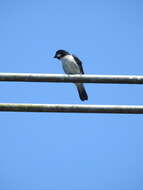 Image of Lined Seedeater