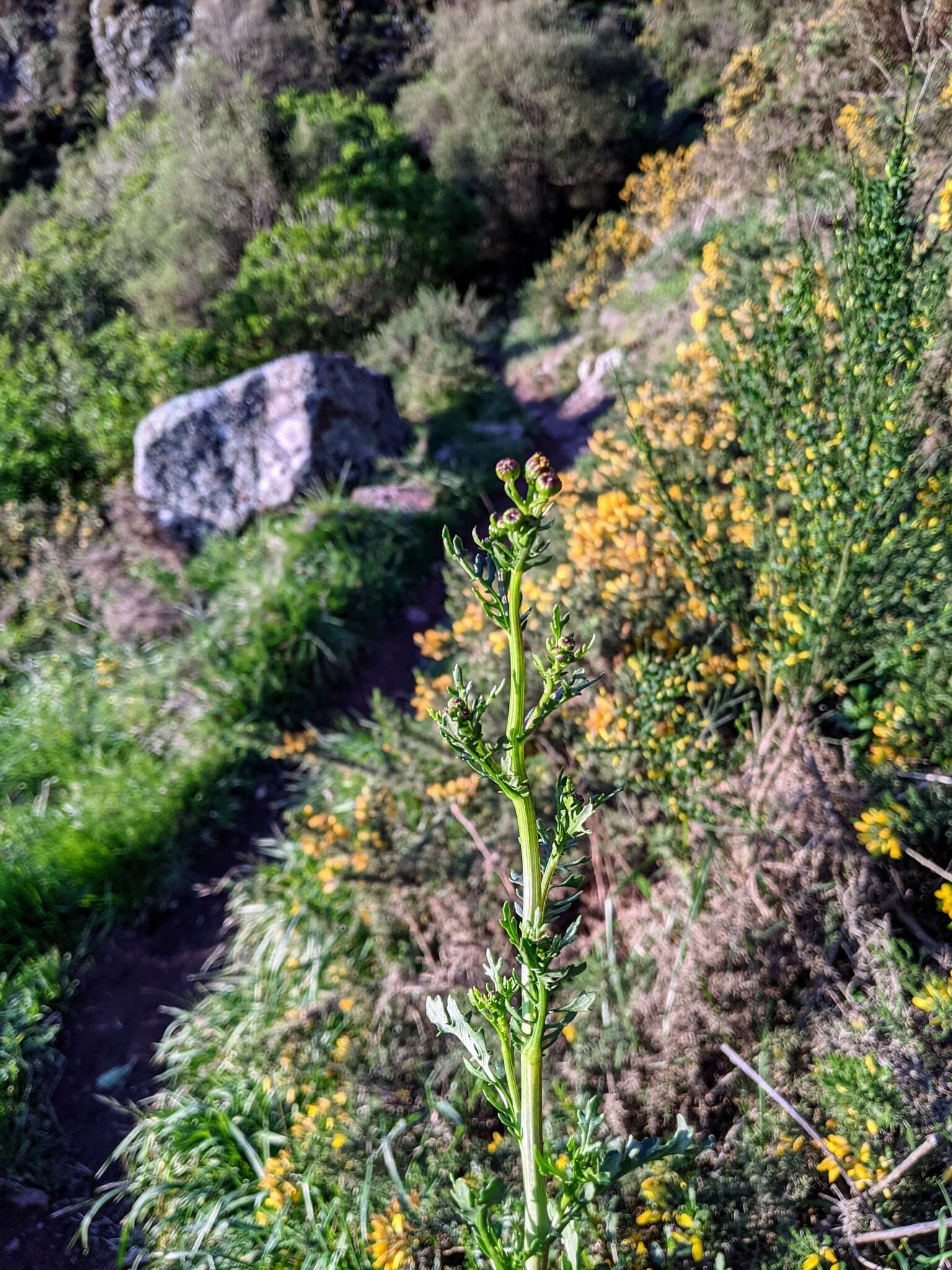 Sivun Senecio matatini subsp. basinudus (Ornduff) Courtney, de Lange & Pelser kuva