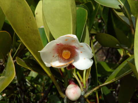 Image of Clusia nemorosa G. F. W. Mey.