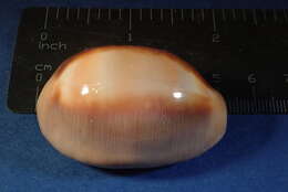 صورة Lyncina ventriculus (Lamarck 1810)