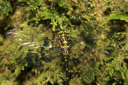 Image of Variable Tigertail