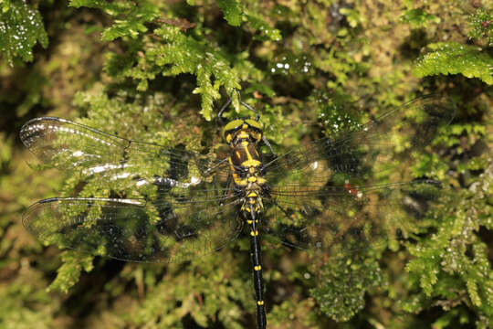 Image of Variable Tigertail