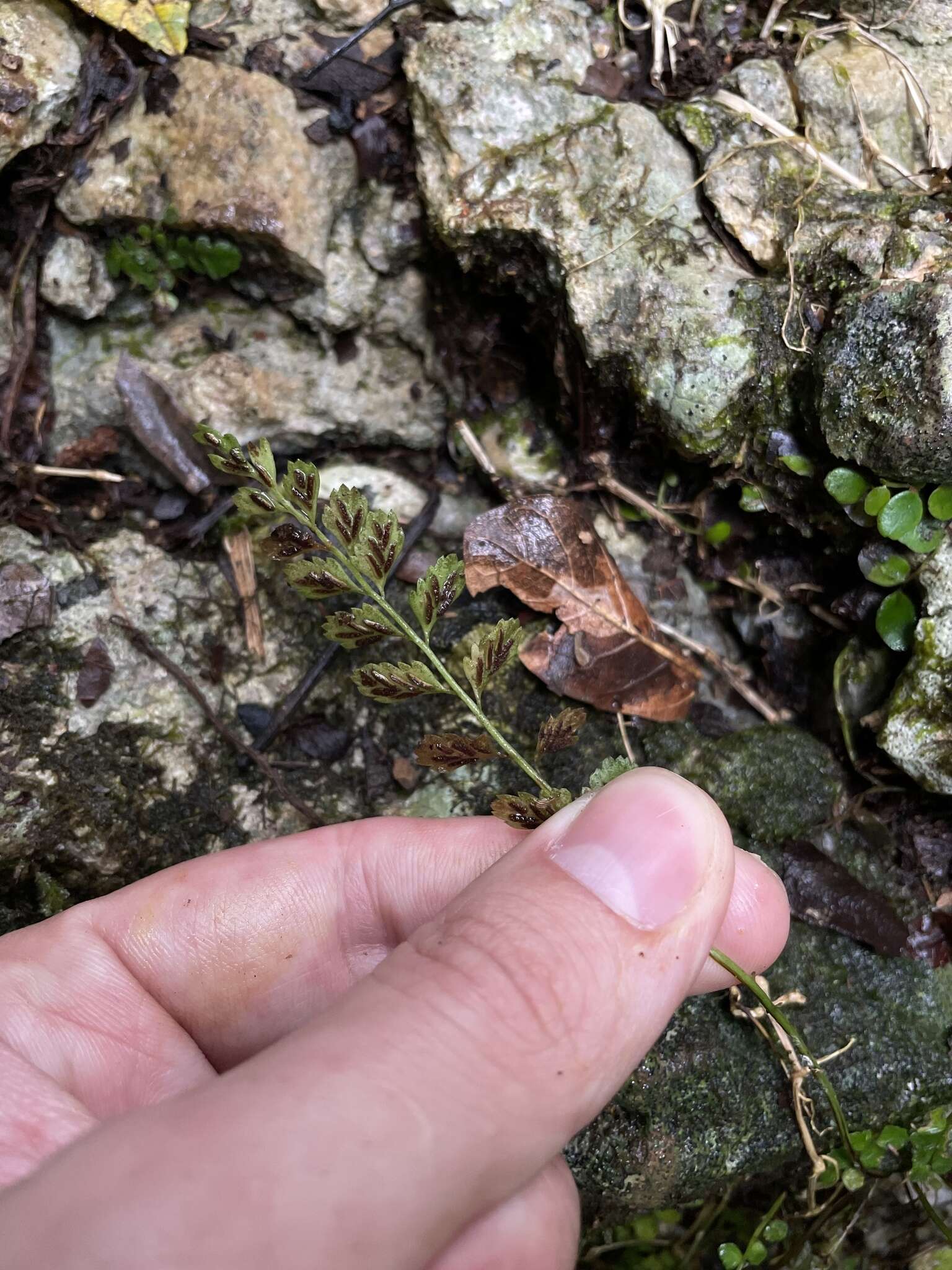 Image of Asplenium dentatum L.