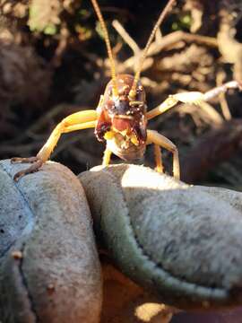 Image of Hemideina ricta Hutton 1896