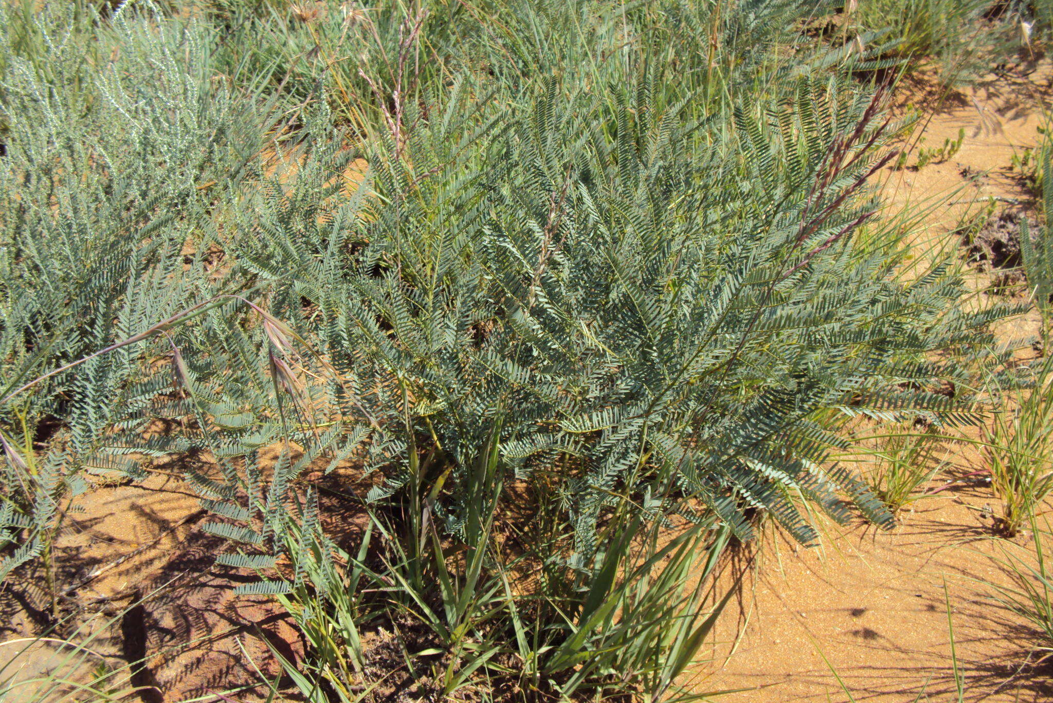 Image of Eland's wattle