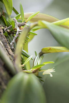 Image of Maxillaria uncata Lindl.