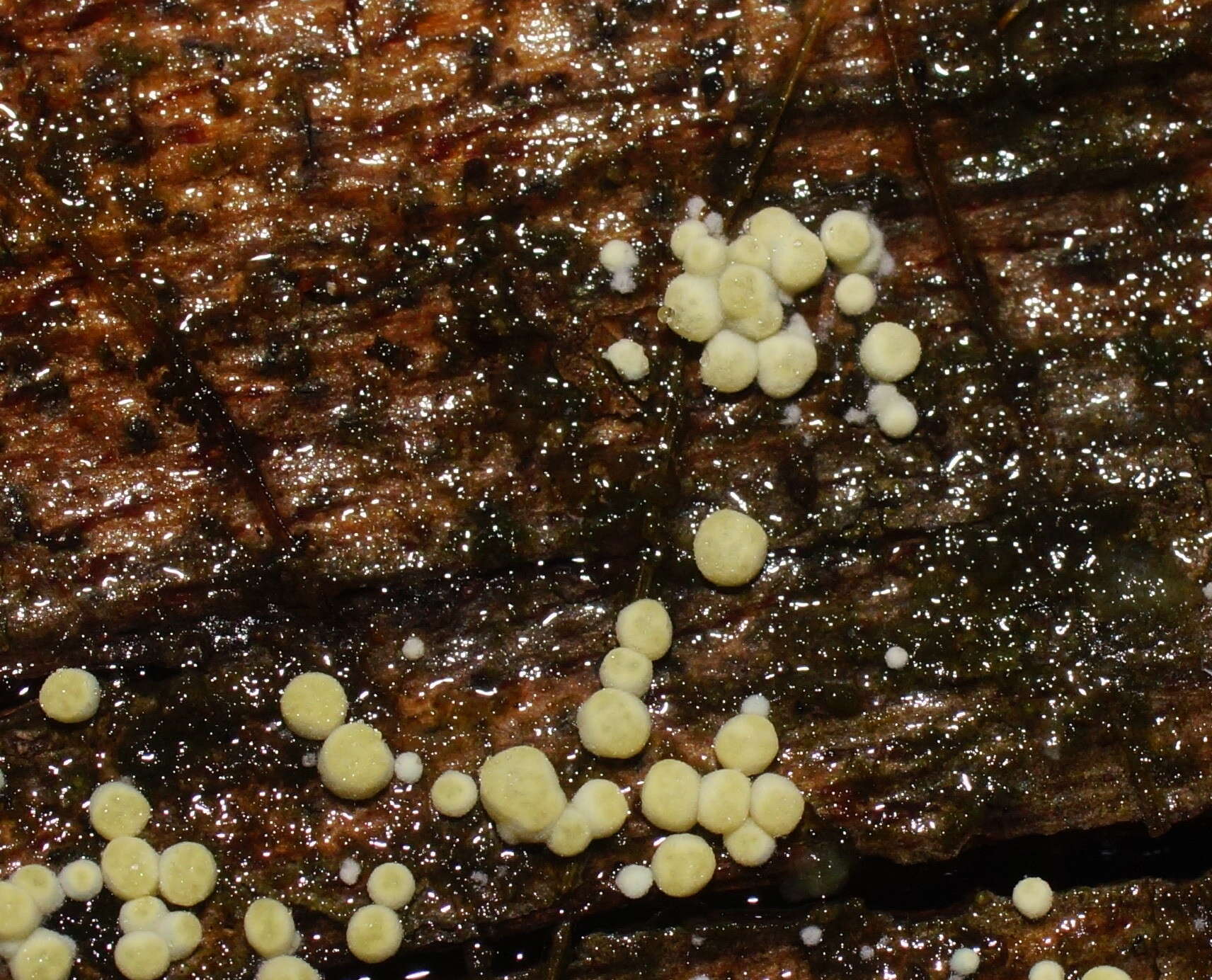 Image of Trichoderma gelatinosum P. Chaverri & Samuels 2003