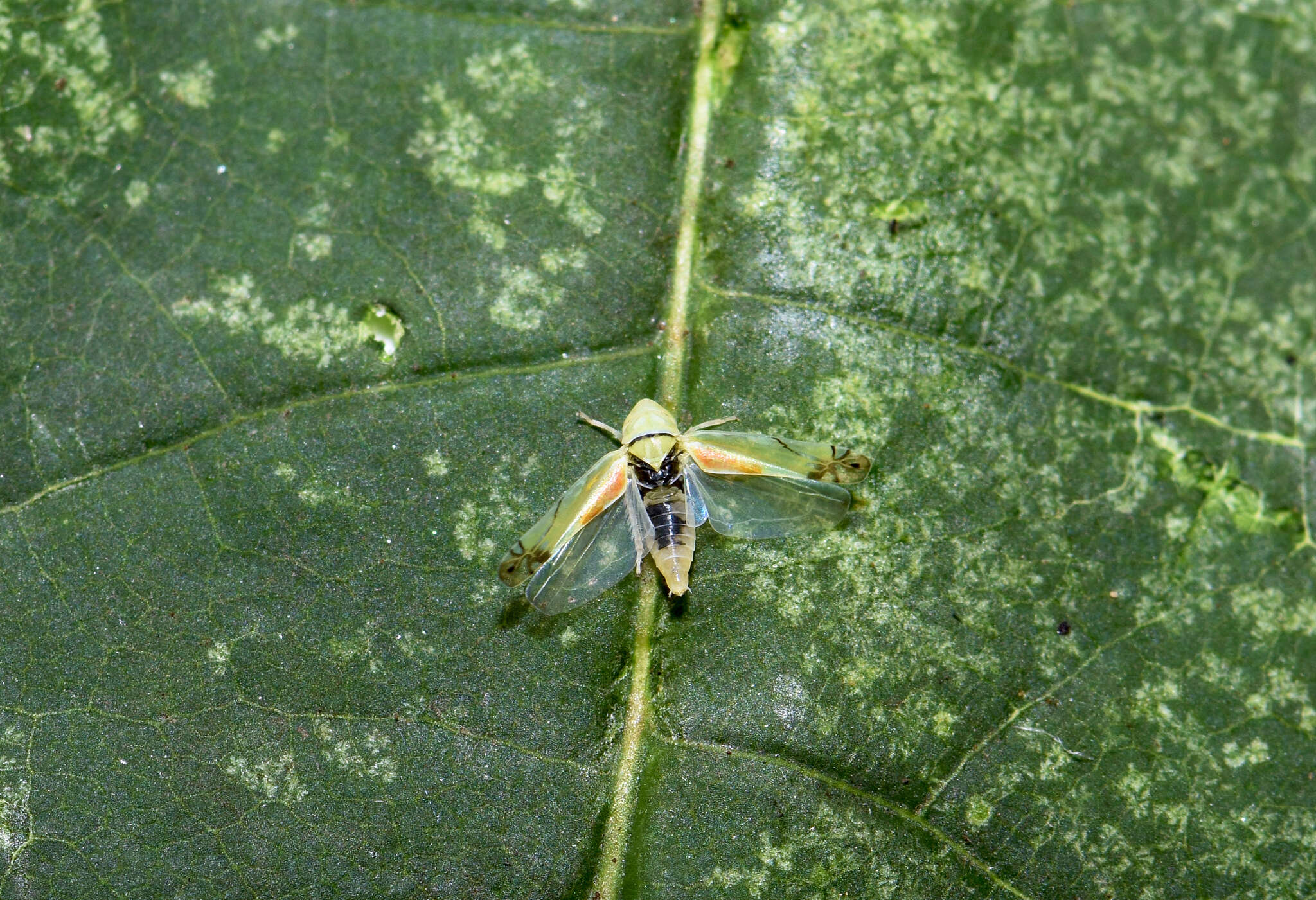 Imagem de Zyginella